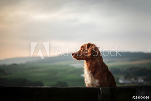 Picture of the dog sits on a bench and looks at the dawn red Nova Scotia Duck Tolling Retriever Toller in nature Pet traveling